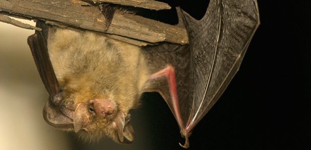 Bat Habitat