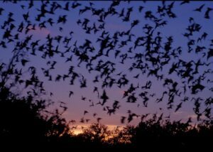 flying-bats